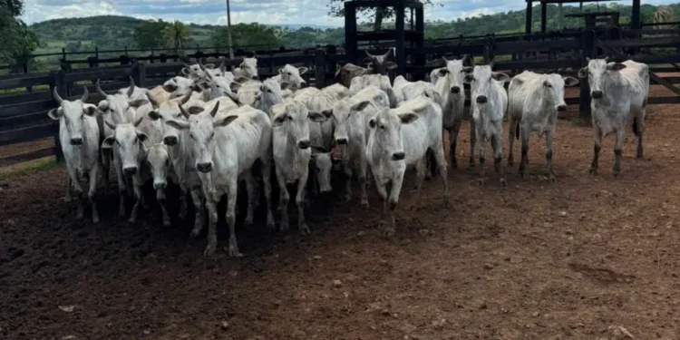 operacao-desmonta-falsa-invasao-e-prende-quadrilha-que-roubou-47-cabecas-de-gado-em-goiatuba