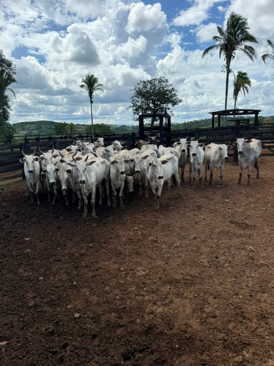 operacao-desmonta-falsa-invasao-e-prende-quadrilha-que-roubou-47-cabecas-de-gado-em-goiatuba