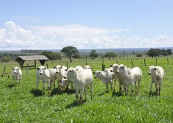 agro-em-goias-cresce-em-2025,-mas-abate-recorde-de-femeas-ameaca-producao-futura-de-leite-e-cane