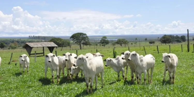 agro-em-goias-cresce-em-2025,-mas-abate-recorde-de-femeas-ameaca-producao-futura-de-leite-e-cane