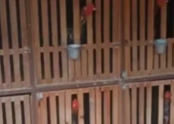 rinha-de-galos-e-identificada-apos-incendio-em-residencia-em-goias