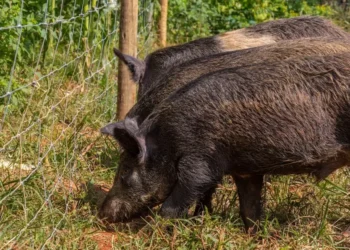 avanco-de-javalis-acende-alerta-ambiental-e-produtivo-em-goias