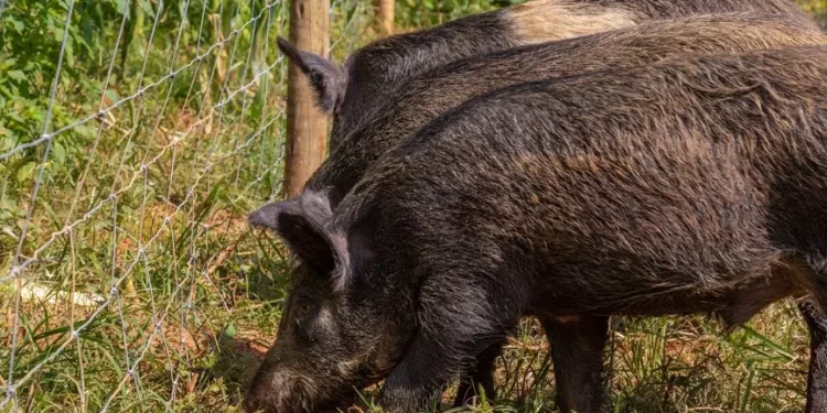avanco-de-javalis-acende-alerta-ambiental-e-produtivo-em-goias