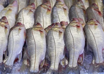 peixe-brasileiro-desbanca-o-salmao-e-vira-referencia-mundial-em-saude