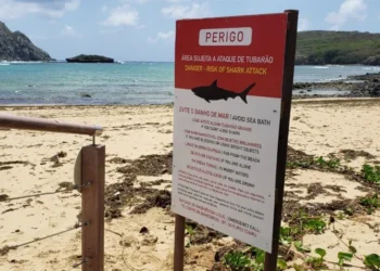 praia-interditada-por-tubaroes-revela-dados-ineditos-no-brasil