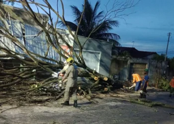 alerta-da-defesa-civil-antecede-temporal-e-goiania-registra-queda-de-arvores-e-transtornos