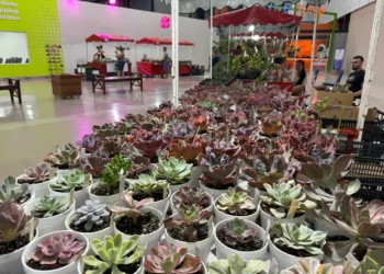 shopping-no-centro-de-goiania-promove-bazar-de-plantas