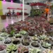 shopping-no-centro-de-goiania-promove-bazar-de-plantas
