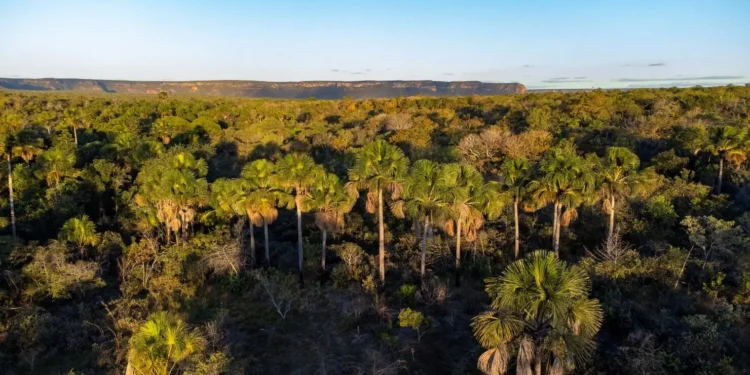 desmatamento-do-cerrado-cresce-no-pais,-mas-goias-reduz-perdas-de-vegetacao