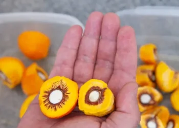 pequi-sem-espinhos-atrai-investimentos-milionarios-em-goias