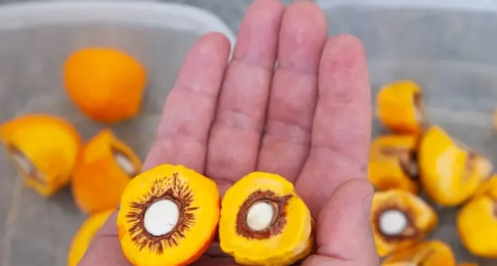 pequi-sem-espinhos-atrai-investimentos-milionarios-em-goias