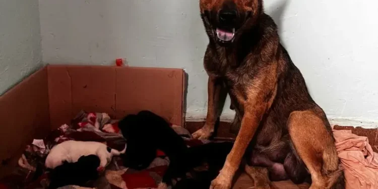 mulher-e-presa-por-maus-tratos-contra-animais-em-goiania