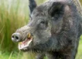 governo-incentiva-caca-a-javalis-para-controle-da-especie