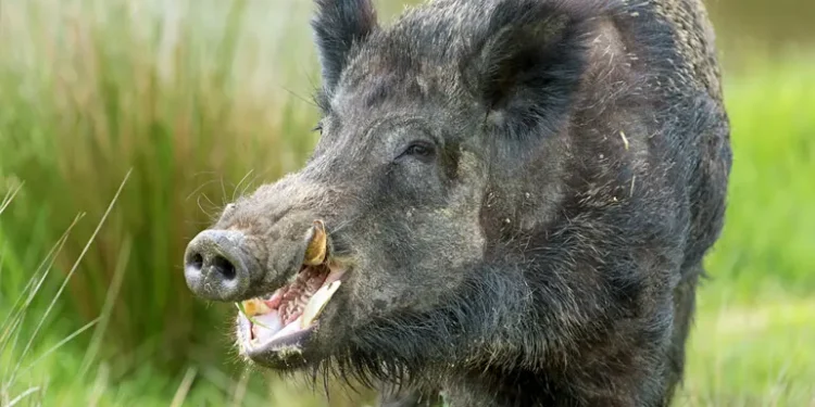 governo-incentiva-caca-a-javalis-para-controle-da-especie