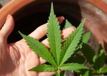 anvisa-discute-regras-para-producao-de-cannabis-medicinal-no-brasil