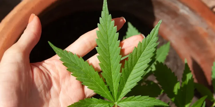 anvisa-discute-regras-para-producao-de-cannabis-medicinal-no-brasil