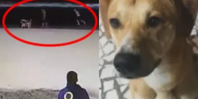 video-flagra-adolescentes-tentando-afogar-cao-caramelo-em-praia-de-florianopolis
