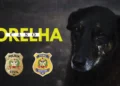 policia-conclui-investigacao-sobre-morte-do-cao-orelha-e-aponta-participacao-de-adolescentes