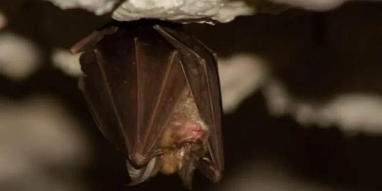 sms-alerta-populacao-contra-raiva-apos-caso-confirmado-em-morcego