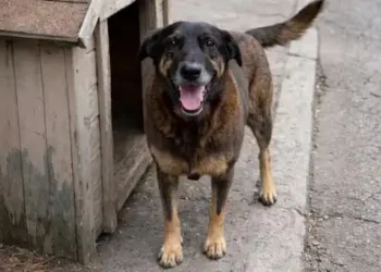 laudo-aponta-lesoes-graves-e-descarta-atropelamento-em-morte-de-cao-orelha