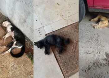 suspeita-de-envenenamento-mata-ao-menos-seis-gatos-em-condominio-de-goiania
