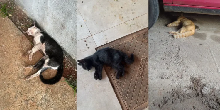 suspeita-de-envenenamento-mata-ao-menos-seis-gatos-em-condominio-de-goiania