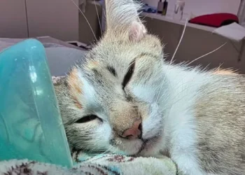 tutora-e-presa-por-maus-tratos-apos-arremessar-gata-do-12o-andar