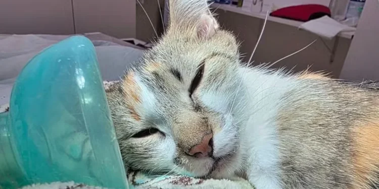 tutora-e-presa-por-maus-tratos-apos-arremessar-gata-do-12o-andar