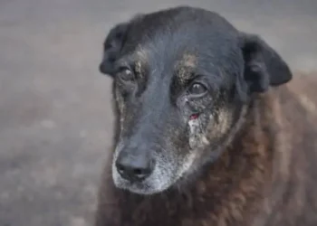 camara-aprova-urgencia-para-projeto-que-preve-internacao-de-menores-por-crueldade-animal