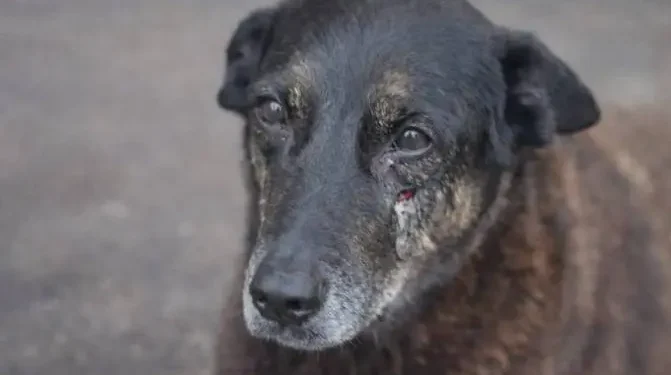 camara-aprova-urgencia-para-projeto-que-preve-internacao-de-menores-por-crueldade-animal