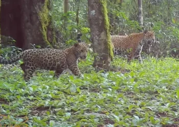 pesquisadoras-registram-oncas-pintadas-miando-pela-primeira-vez-no-brasil;-veja-o-video