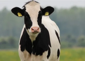 morte-de-48-vacas-em-tres-dias-no-rs-acende-alerta-para-risco-de-intoxicacao