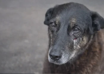 governo-cria-politica-para-resgatar-animais-em-tragedias-e-aumenta-punicao-por-maus-tratos