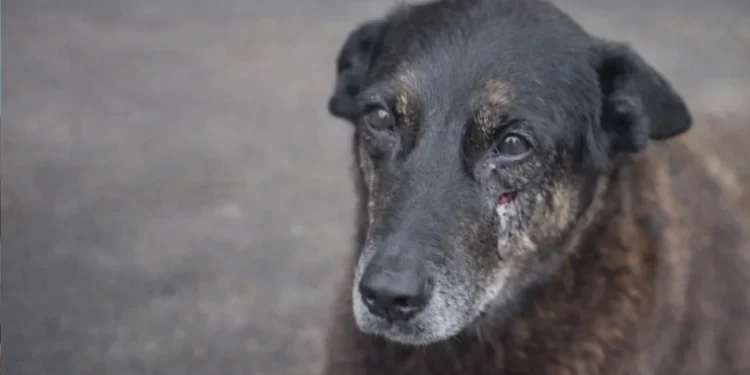 governo-cria-politica-para-resgatar-animais-em-tragedias-e-aumenta-punicao-por-maus-tratos