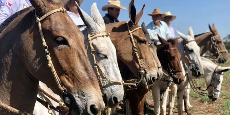 goiania-recebe-encontro-de-muladeiros-com-50-mil-visitantes-e-2-mil-animais