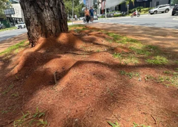infestacao-de-formigas-preocupa-moradores-na-ricardo-paranhos,-em-goiania