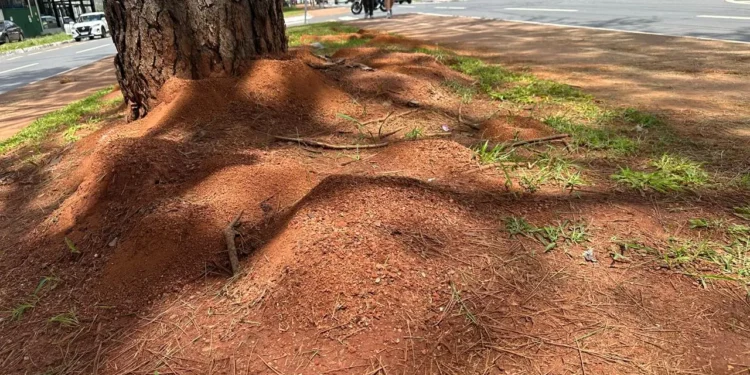 infestacao-de-formigas-preocupa-moradores-na-ricardo-paranhos,-em-goiania