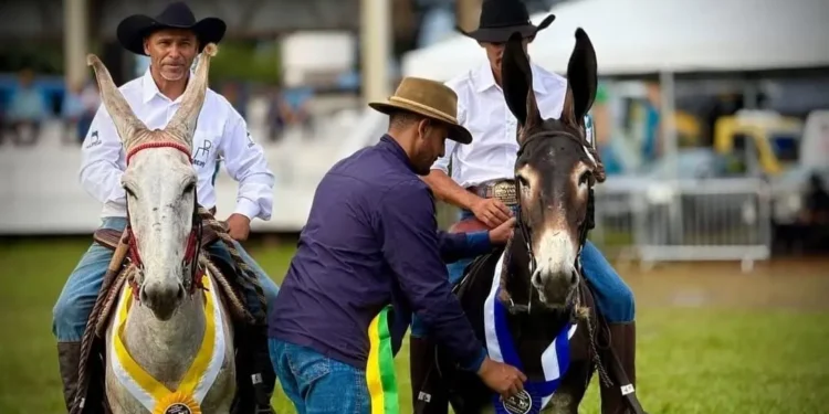 encontro-de-muladeiros-altera-transito-na-regiao-central-de-goiania-nesta-quinta-feira