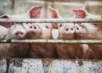 producao-recorde-de-carne-suina-pressiona-mercado-e-desafia-produtores