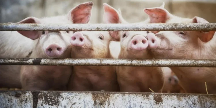 producao-recorde-de-carne-suina-pressiona-mercado-e-desafia-produtores