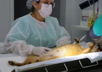 aparecida-abre-60-vagas-para-castracao-gratuita-neste-sabado;-veja-como-se-inscrever