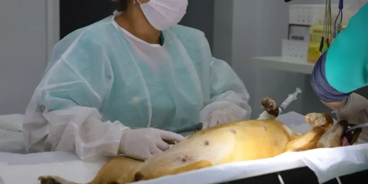 aparecida-abre-60-vagas-para-castracao-gratuita-neste-sabado;-veja-como-se-inscrever