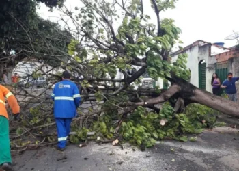 chuva-derruba-arvores-e-causa-transtornos-no-transito-em-goiania