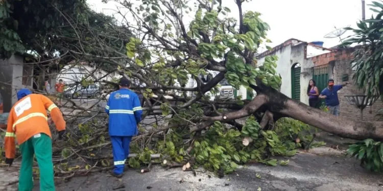 chuva-derruba-arvores-e-causa-transtornos-no-transito-em-goiania