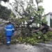chuva-derruba-arvores-e-causa-transtornos-no-transito-em-goiania