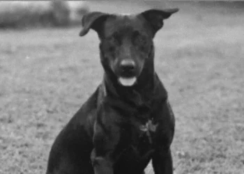 manifestantes-vao-as-ruas-por-justica-apos-morte-do-cao-brutus-em-goiania