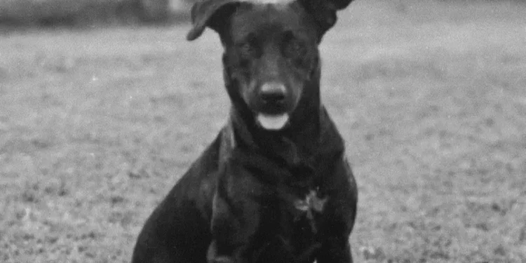 manifestantes-vao-as-ruas-por-justica-apos-morte-do-cao-brutus-em-goiania