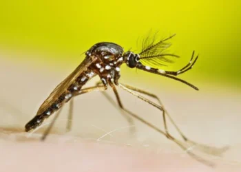 veja-os-bairros-com-mais-casos-de-dengue-em-2026