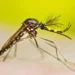 veja-os-bairros-com-mais-casos-de-dengue-em-2026