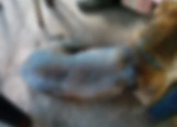 prefeitura-de-aparecida-multa-agressor-em-r$-50-mil-apos-morte-de-cao-vitima-de-maus-tratos